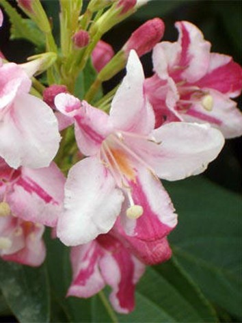Rózsalonc, rózsaszín virág bordó foltokkal, Weigela flor. 'Abel Carriere'