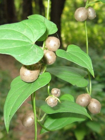 Jamgyökér (Dioscorea batatas) szárgumók